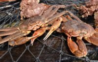 ALASKA: Alaska Bering Sea snow crab fishery kicks&hellip;
